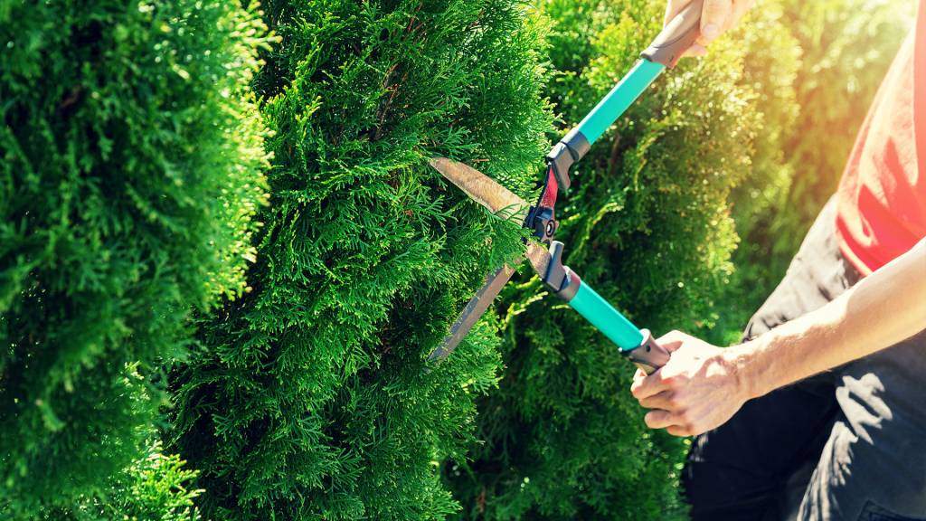 údržba záhrady živý plot | záhradníctvo garden team údržba záhrady