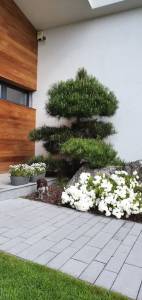 Bonsai pri dome