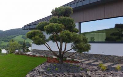 Bonsai v exteriéri