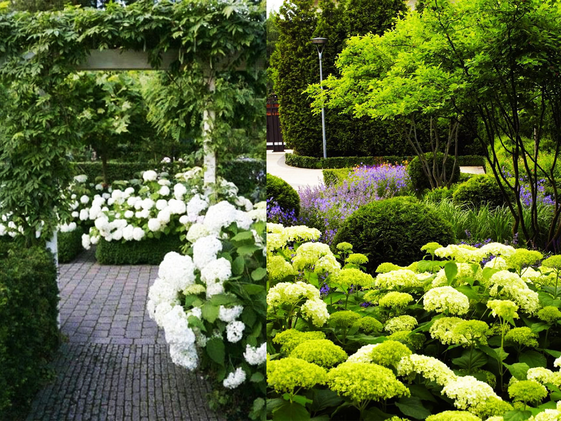 Hortenzie biele a zelené | záhradníctvo garden team Hortenzie biele a zelené