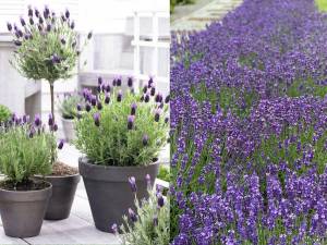 Levanduľa v kvetináči | záhradníctvo garden team Levanduľa v kvetináči