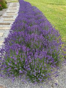 Levanduľa záhon okolo chodníka | záhradníctvo garden team Levanduľa záhon