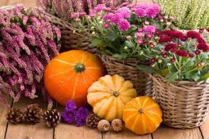 Adobestock_172151579 | záhradníctvo garden team