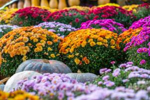 Adobestock_176147092 | záhradníctvo garden team