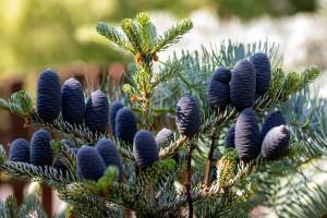 Adobestock_317672348 | záhradníctvo garden team