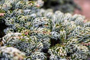 Adobestock_427659004 | záhradníctvo garden team