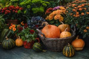 Adobestock_459767704 | záhradníctvo garden team