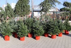 003_z_krásne stromčeky a vela | záhradníctvo garden team Jedlicka abies fraserii gardenteam vianocne stromceky
