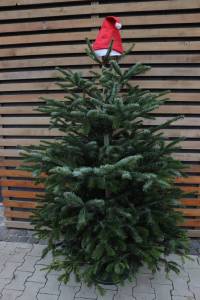 Vienocne stromceky zive gardenteam