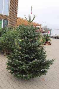 Vianocne stromceky gardenteam zive