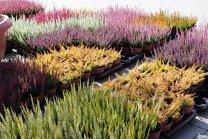 Vresy calluna garden