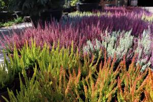 Vresy calluna