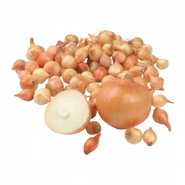 Cibuľa sadzačka Shakespear 250g