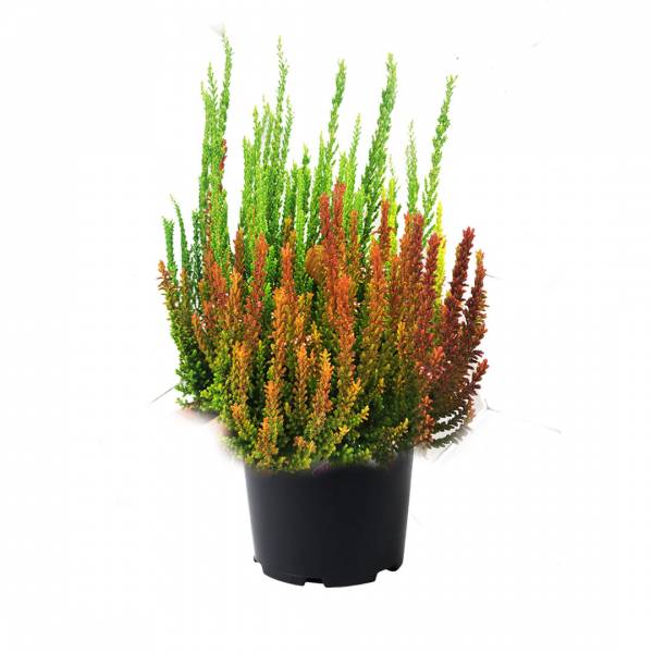 Vres obyčajný Calluna vulgaris Sunset Fire