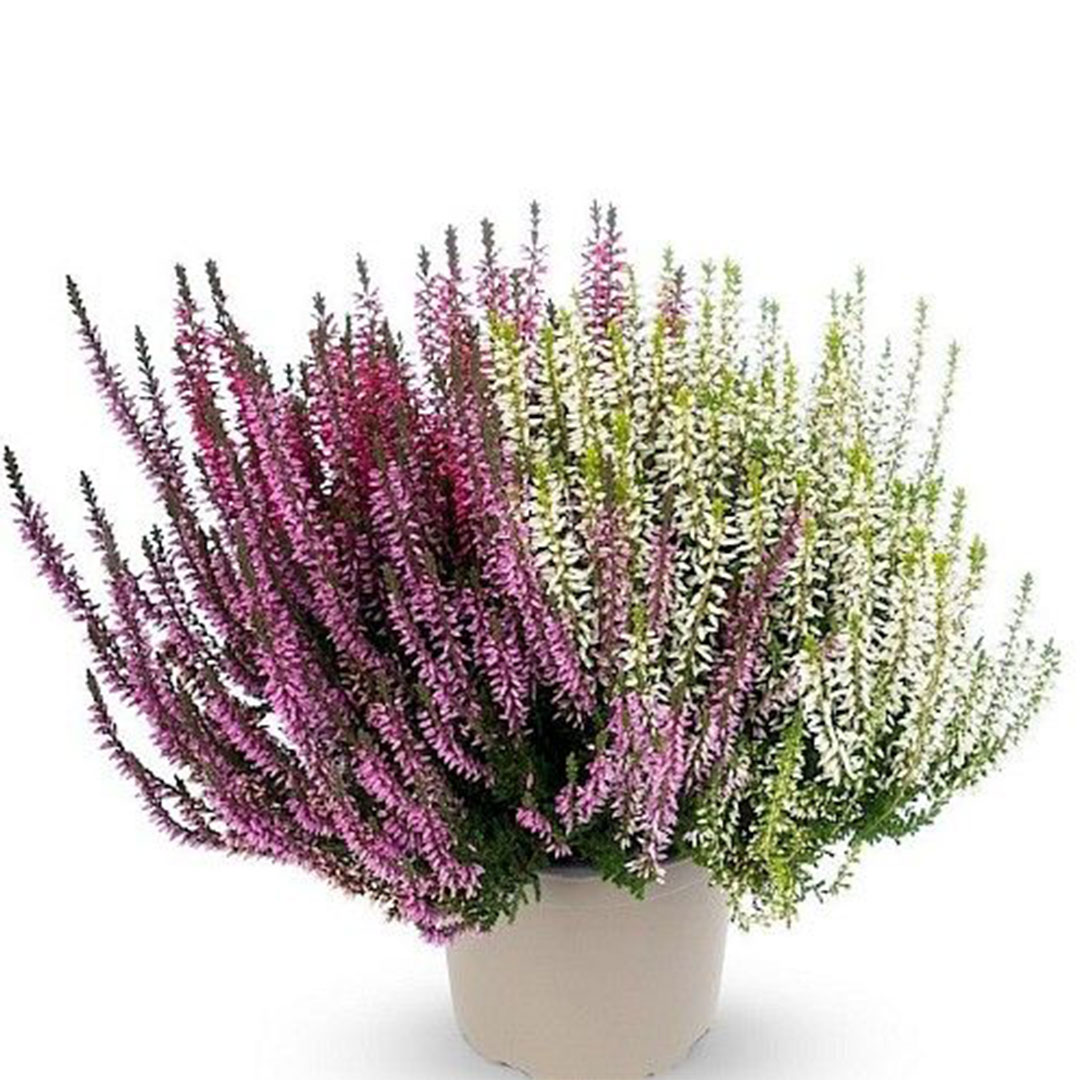 Vres obyčajný calluna vulgaris trojfarebný | záhradníctvo garden team Vres obyčajný calluna vulgaris trojfarebný