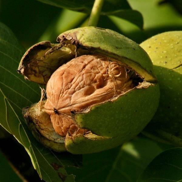 Orech Kráľovský, Juglans regia