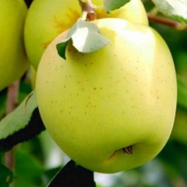 Jabloň Antonowka Malus domestica