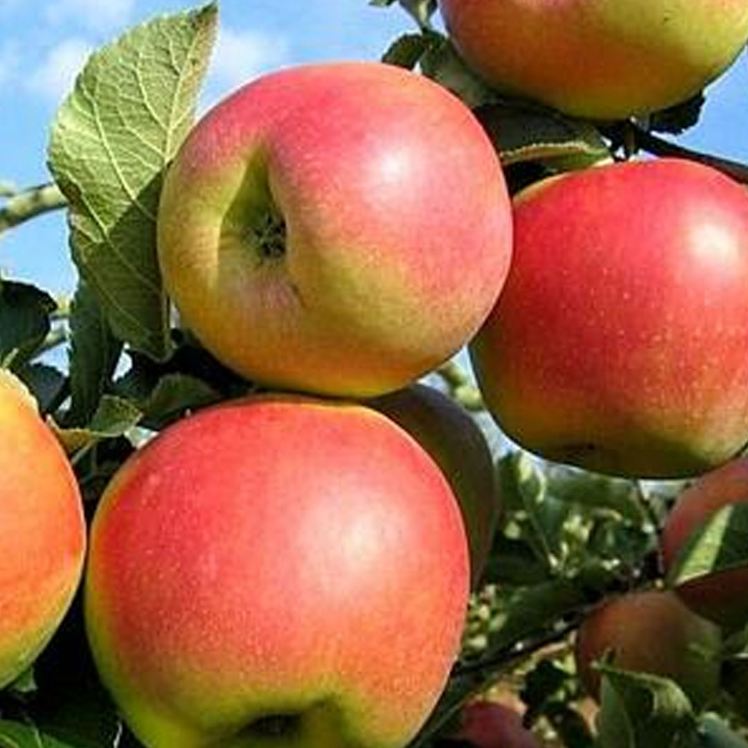Stĺpovitá jabloň charlotte malus domestica jesenná | záhradníctvo garden team Stĺpovitá jabloň charlotte malus domestica jesenná