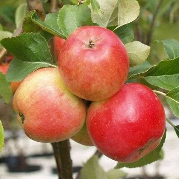 Jabloň Discovery Malus domestica letná