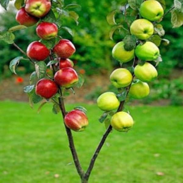 Jabloň DUO Malus domestica zimná