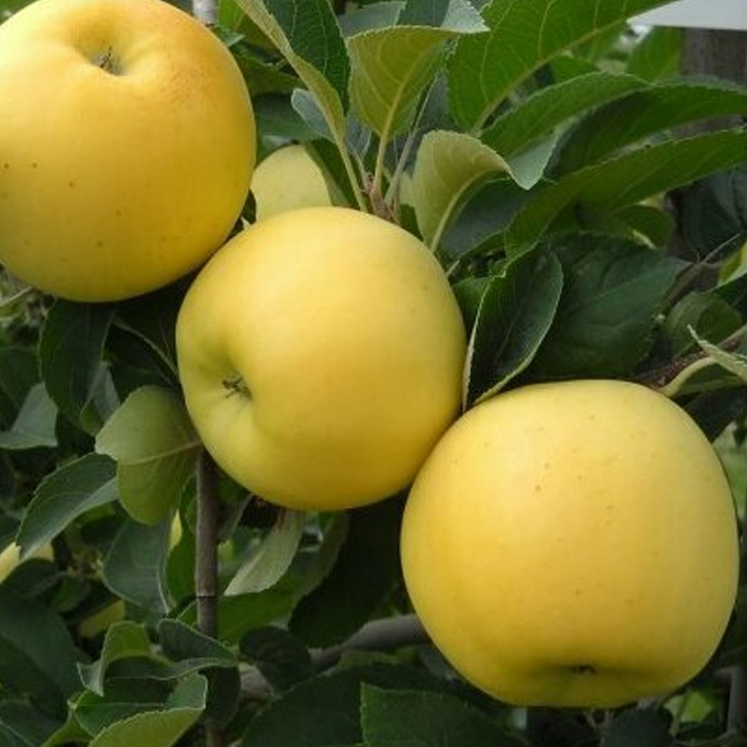 Jabloň golden delicious malus domestica zimná | záhradníctvo garden team Jabloň golden delicious malus domestica zimná