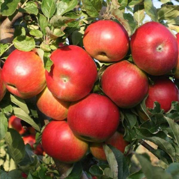 Jabloň Idared Malus domestica zimná