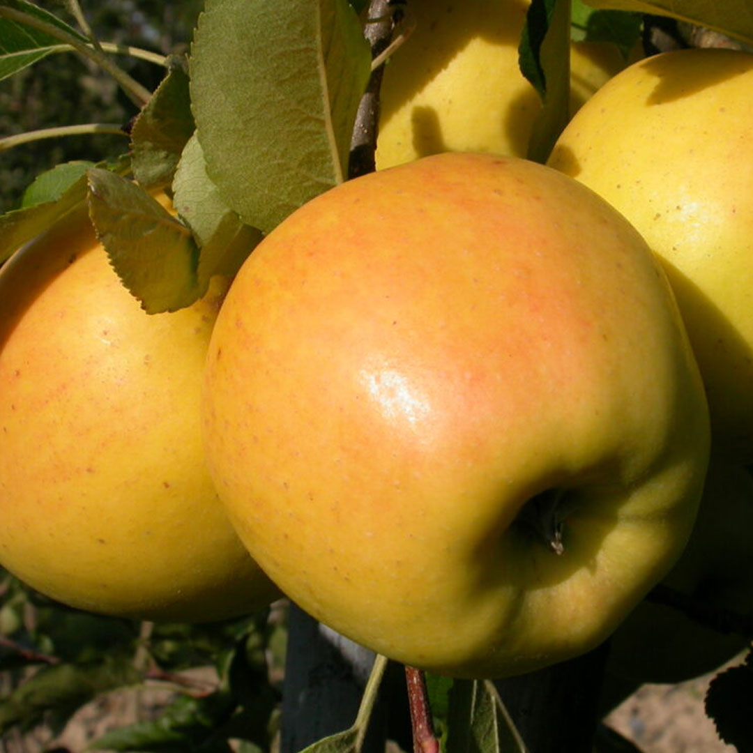 Jabloň opal malus domestica zimná | záhradníctvo garden team Jabloň opal malus domestica zimná