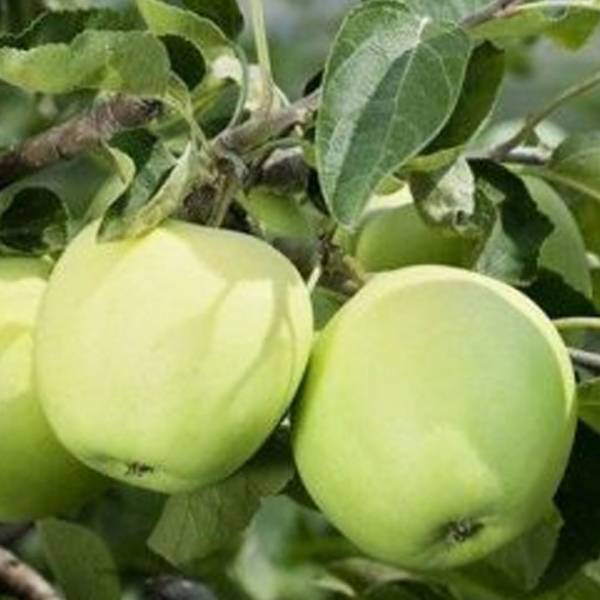 Jabloň Priesvitné letné ( Jakubky ) Malus domestica
