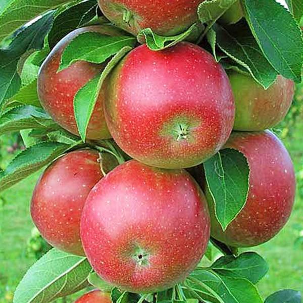 Jabloň stĺpovitá red cats malus domestica jesenná | záhradníctvo garden team Jabloň stĺpovitá red cats malus domestica jesenná