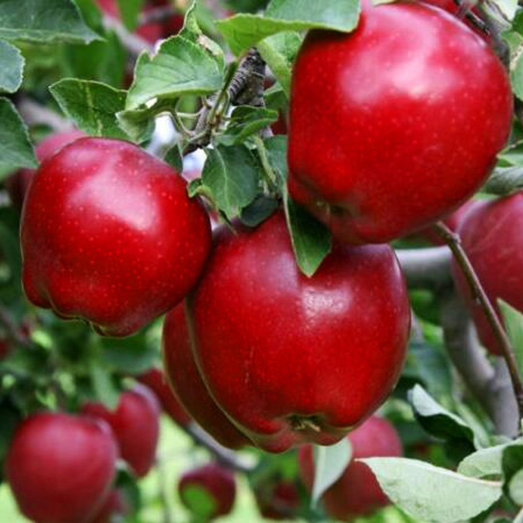 Jabloň red delicious malus domestica zimná | záhradníctvo garden team Jabloň red delicious malus domestica zimná