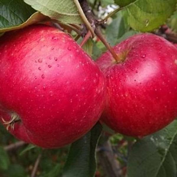 Jabloň Rubinola Malus domestica zimná