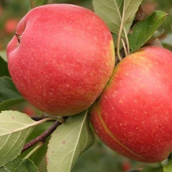 Jabloň Šampión Malus domestica zimná