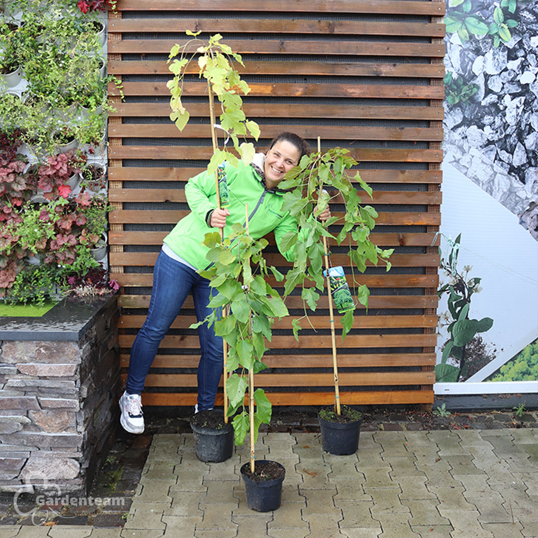 Moruša biela pendula alba | záhradníctvo garden team Moruša biela pendula alba