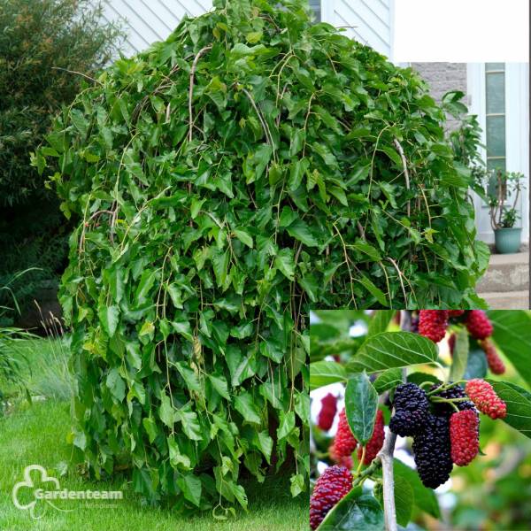 Moruša biela pendula alba | záhradníctvo garden team Moruša biela pendula alba