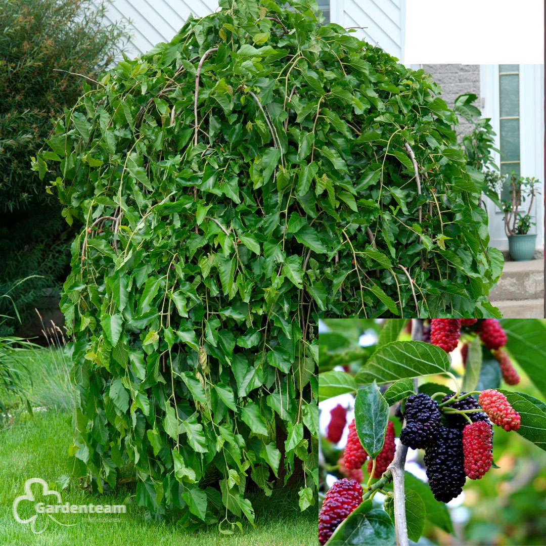 Moruša biela pendula alba | záhradníctvo garden team Moruša biela pendula alba