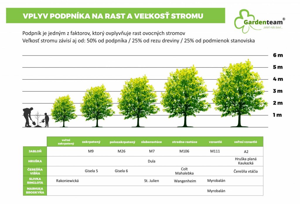 Podpniky-ovocne-stromy-gardenteam-velkost-rast-stromov | záhradníctvo garden team