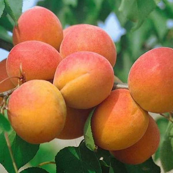 Marhuľa Hargrand Prunus armeniaca neskorá