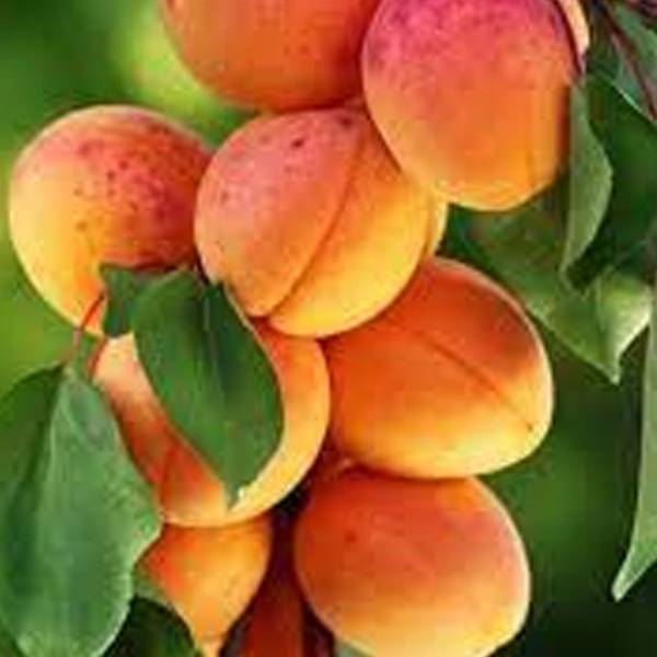 Marhuľa Veľkopavlovická Prunus armeniaca neskorá