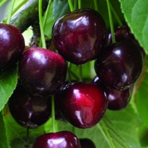 Čerešňa Burlat Prunus avium skorá