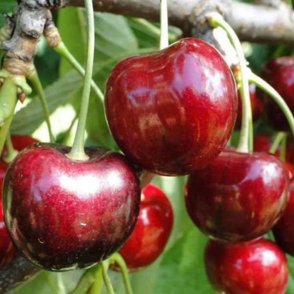 Čerešňa stĺpovitá Queen Mary Prunus avium