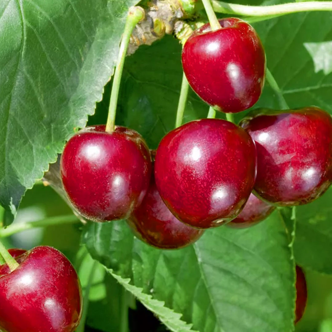 Čerešňa regina prunus avium | záhradníctvo garden team Čerešňa regina prunus avium