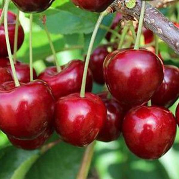 Čerešňa Tamara Prunus avium