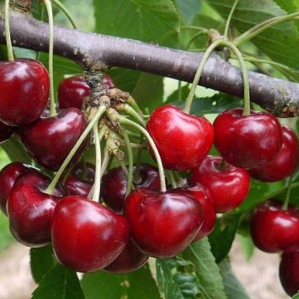 Čerešňa Lapins Prunus avium poloskorá