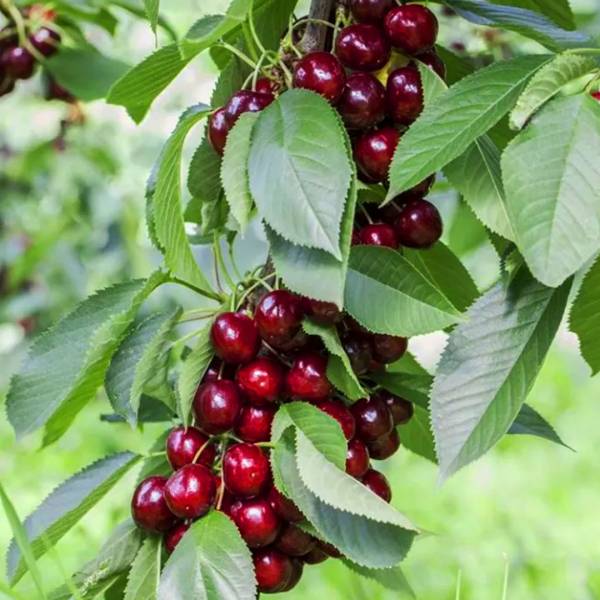 Višňa stĺpovitá Jachim Prunus cerasus skorá