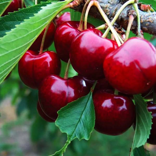 Višňa Kelleriis Prunus cerasus neskorá