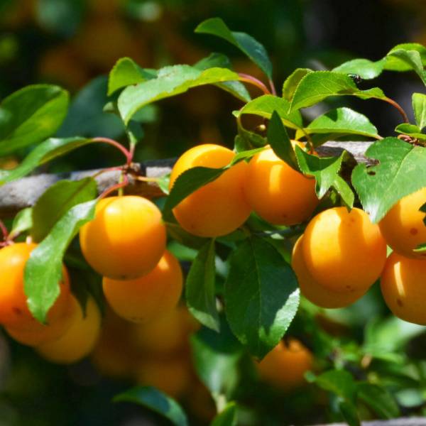 Slivka Mirabelle Aprima Prunus domestica