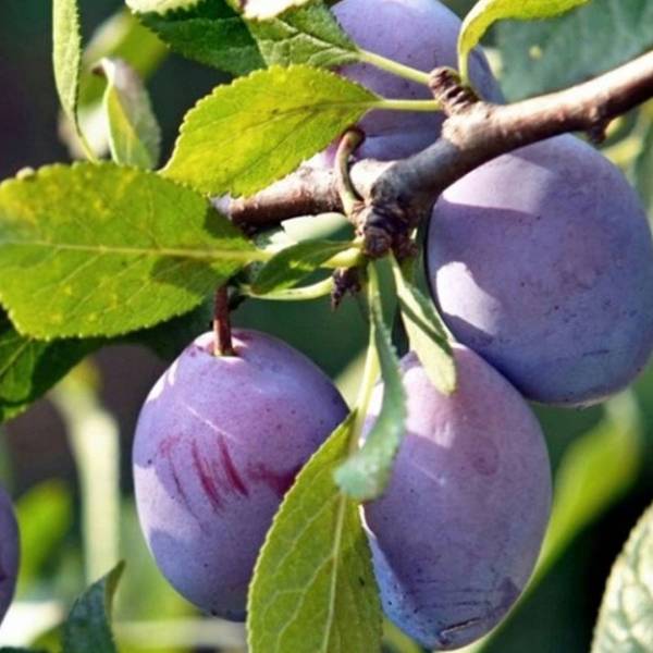Slivka Amers Prunus domestica neskorá