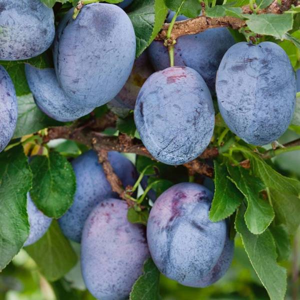 Slivka Čačanská lepotica Prunus domestica skorá