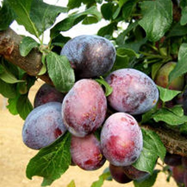 Slivka Duranzie Prunus domestica stredne skorá