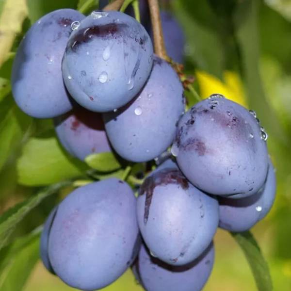 Slivka stĺpovitá Imperial Prunus domestica neskorá